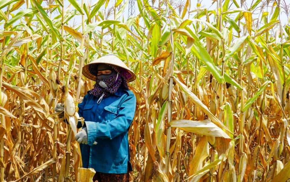 canh-tuong-xot-xa-khien-nguoi-dan-khoc-rong-giua-'chao-lua'-42-do