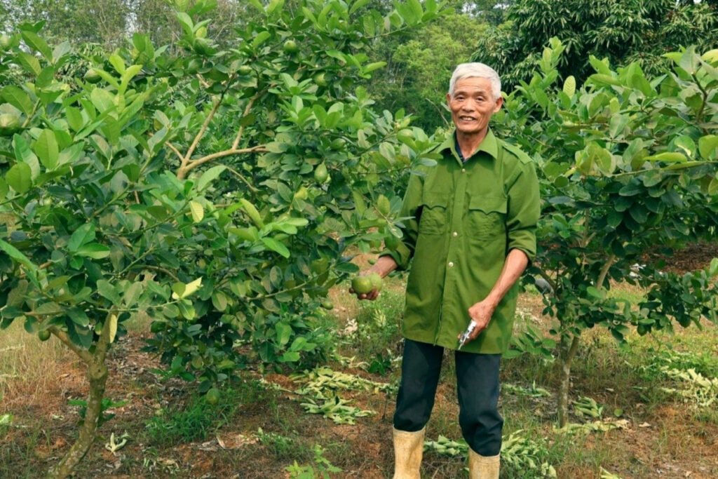 ghep-chanh-vang-my-len-goc-buoi,-nong-dan-thanh-hoa-thu-hang-tram-trieu-dong/nam