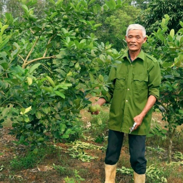 ghep-chanh-vang-my-len-goc-buoi,-nong-dan-thanh-hoa-thu-hang-tram-trieu-dong/nam