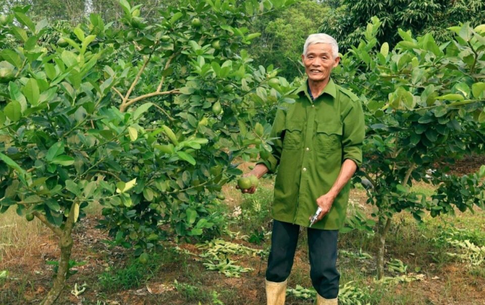 ghep-chanh-vang-my-len-goc-buoi,-nong-dan-thanh-hoa-thu-hang-tram-trieu-dong/nam
