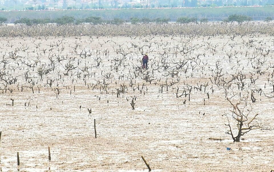 cay-mam-bien-trong-rung-ngap-man-chet-hang-loat