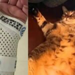 bi-meo-nang-7,5-kg-‘de’-khi-ngu,-co-gai-gay-xuong-co-tay