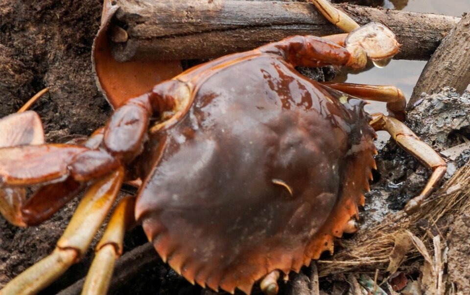 nang-nong-lam-hon-1.000ha-thuy-san-thiet-hai,-ca-mau-xin-50-tan-chlorine-khac-phuc