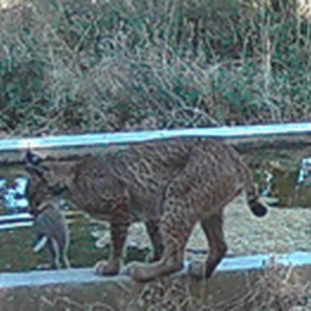 linh-mieu-‘rua’-moi-truoc-khi-an-–-hanh-vi-la-chua-tung-thay-o-thu-an-thit