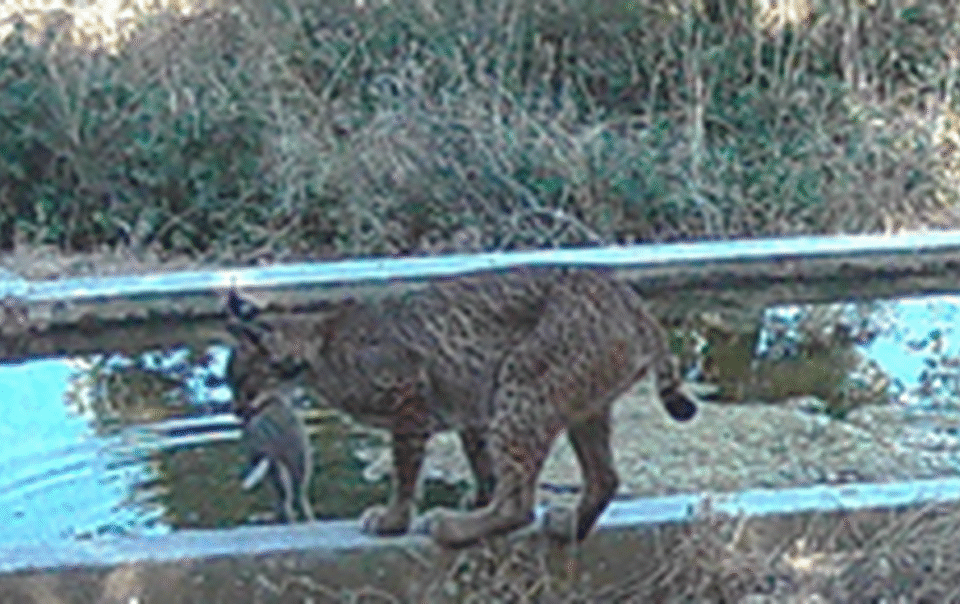 linh-mieu-‘rua’-moi-truoc-khi-an-–-hanh-vi-la-chua-tung-thay-o-thu-an-thit