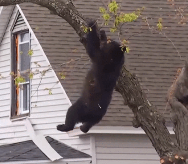 khoanh-khac-canh-sat-my-do-gau-roi-tu-tren-cay