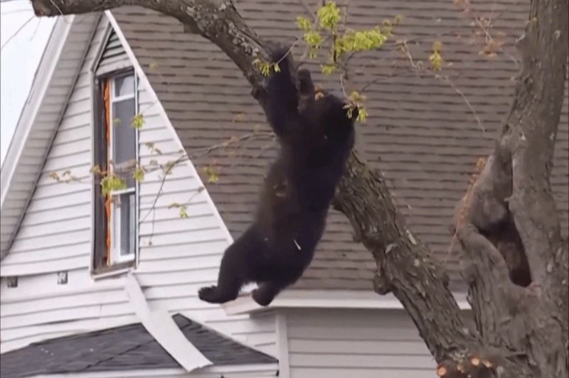 khoanh-khac-canh-sat-my-do-gau-roi-tu-tren-cay