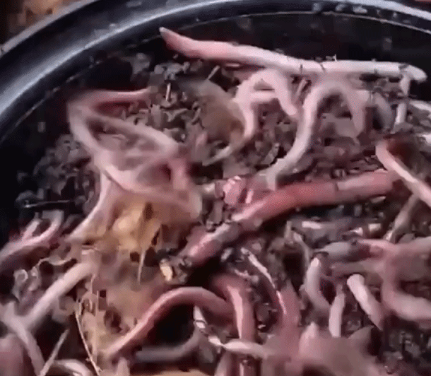 ‘giun-dien’-hoanh-hanh-o-nhieu-bang-khap-nuoc-my