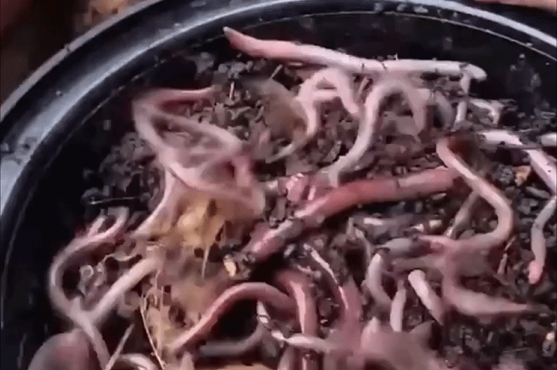 ‘giun-dien’-hoanh-hanh-o-nhieu-bang-khap-nuoc-my