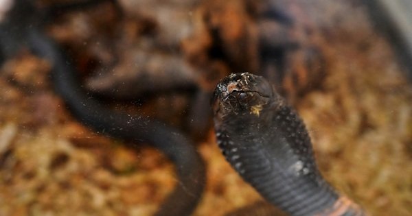 ran-b&ograve;-v&agrave;o-quan,-can-chet-du-kh&aacute;ch-duc-tai-ai-cap