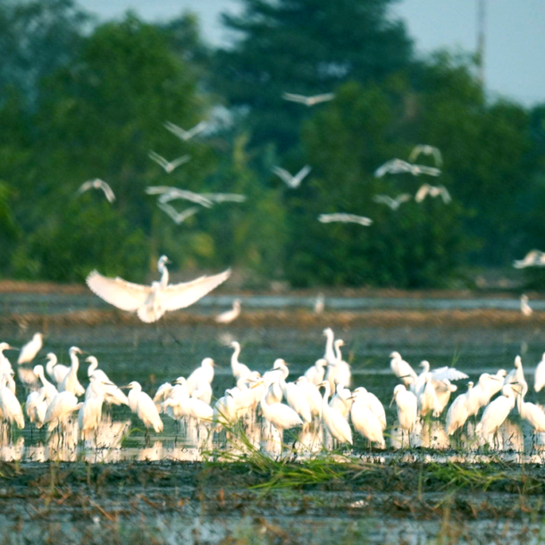 bien-chim-troi-thanh-thu-tren-ban-an,-cac-nen-tang-so-khong-vo-can
