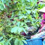 noi-lo-sinh-ke-khi-gieo-'vang-den'-va-phao-cuu-sinh-cua-nong-dan-dien-bien