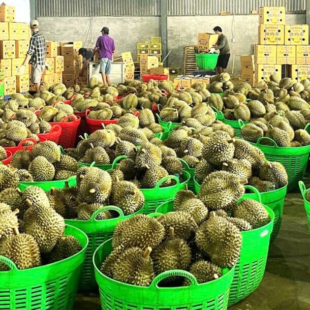 sau-rieng-xuat-khau-lai-bi-ach-tac-kiem-nghiem,-bo-nong-nghiep-va-moi-truong-chi-dao-nong