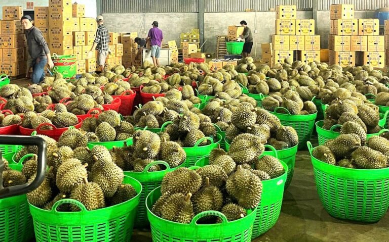 sau-rieng-xuat-khau-lai-bi-ach-tac-kiem-nghiem,-bo-nong-nghiep-va-moi-truong-chi-dao-nong