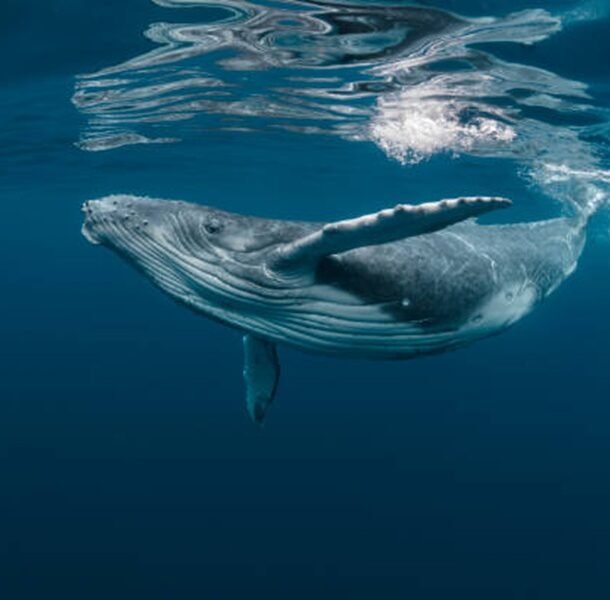 bitcoin-whale-retail-delta-drops-to-etf-era-lows-as-smart-money-turns-cautious