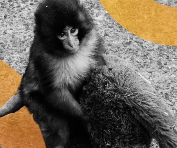 americans-arrested-in-japan-for-entering-punch-the-monkey’s-zoo-home-to-promote-meme-coin