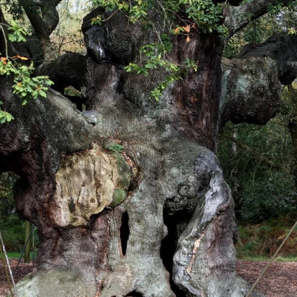 cay-soi-ngan-tuoi-chet-do-qua-nhieu-du-khach-den-tham-quan