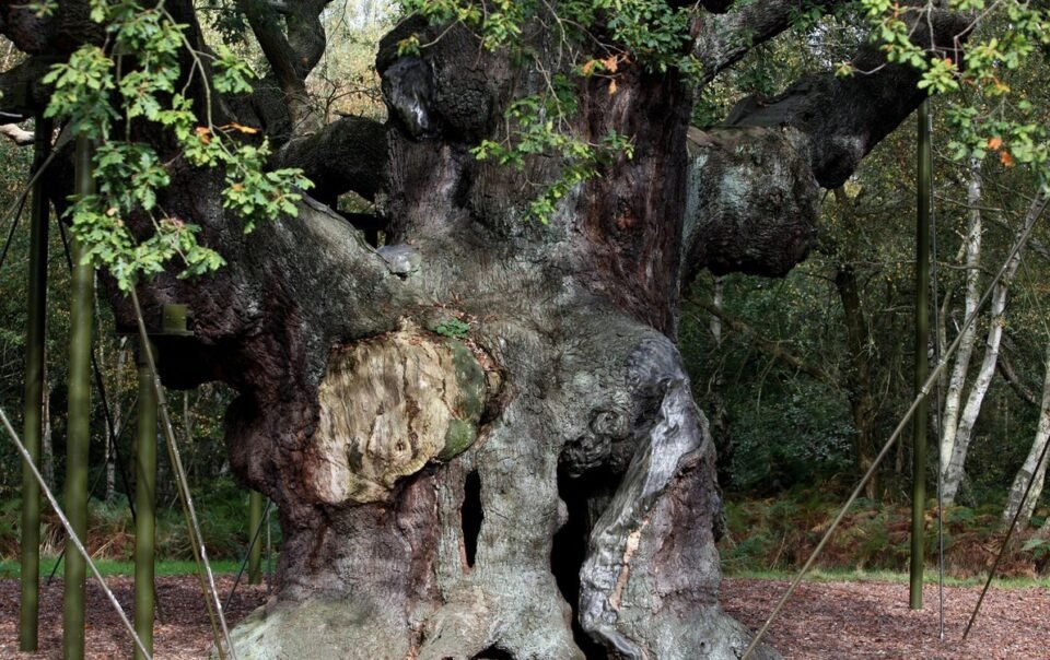 cay-soi-ngan-tuoi-chet-do-qua-nhieu-du-khach-den-tham-quan
