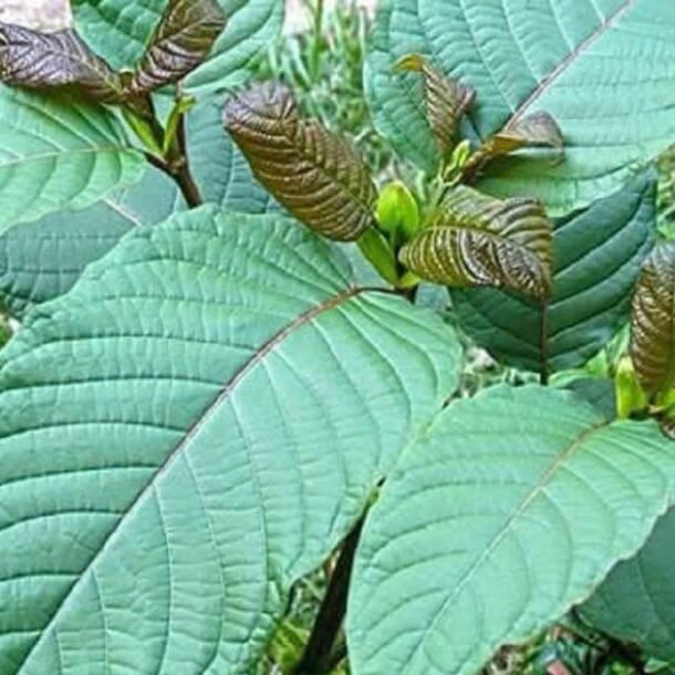 canh-bao-thanh-thieu-nien-vung-bien-gioi-su-dung-la-‘thoong’-chua-chat-ma-tuy