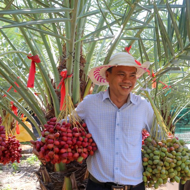 vuon-cha-la-‘ngoai’-triu-qua-o-khanh-hoa,-gia-hon-nua-trieu-dong/kg