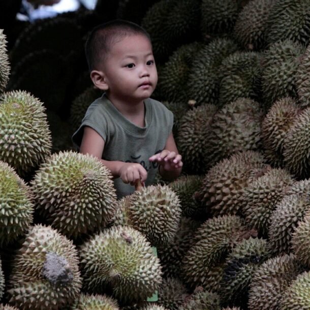 bung-no-‘tiec-sau-rieng’-o-malaysia-vi-duoc-mua-nhung-mat-gia