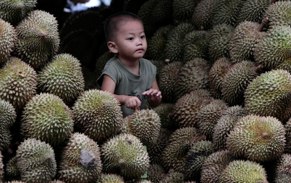 bung-no-‘tiec-sau-rieng’-o-malaysia-vi-duoc-mua-nhung-mat-gia