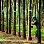 Một doanh nghiệp cao su báo lãi quý II tăng vọt, chuẩn bị thưởng cổ phiếu tỷ lệ “khủng” 300%