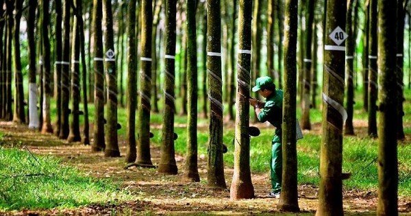 mot-doanh-nghiep-cao-su-bao-lai-quy-ii-tang-vot,-chuan-bi-thuong-co-phieu-ty-le-“khung”-300%