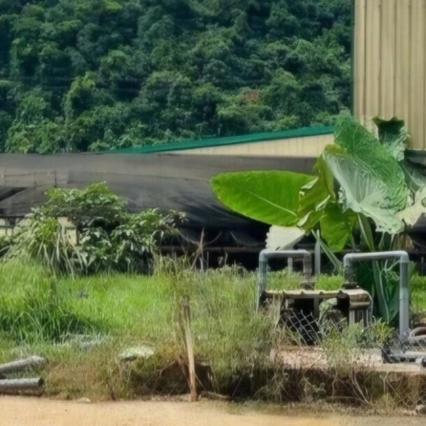 vu-5-nguoi-chet-o-trai-nuoi-heo:-thanh-hoa-kiem-tra-toan-dien-cac-trang-trai