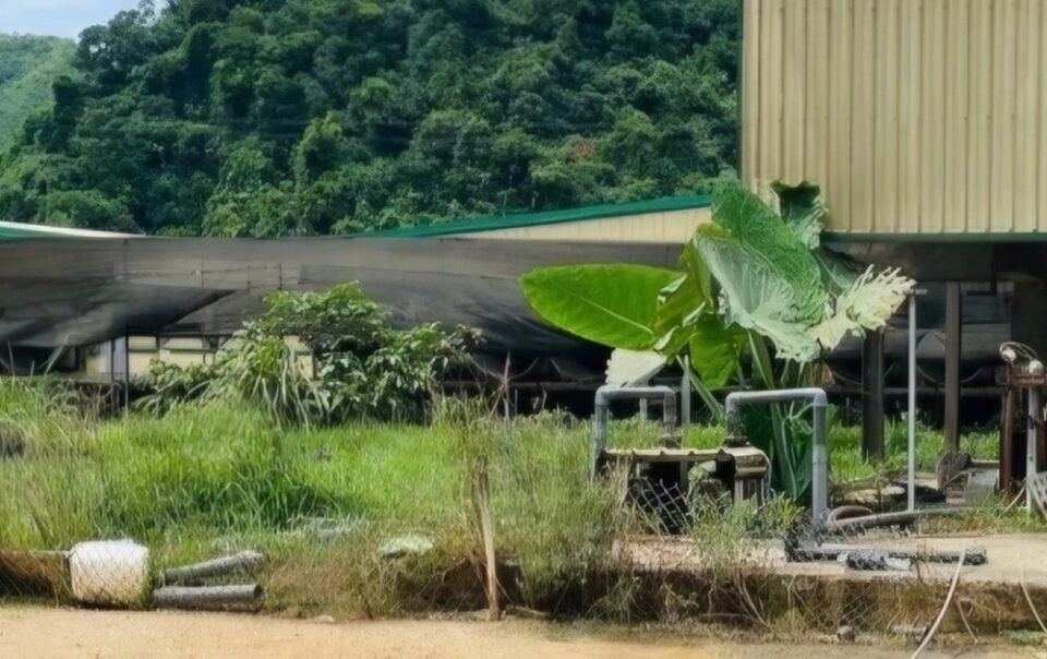 vu-5-nguoi-chet-o-trai-nuoi-heo:-thanh-hoa-kiem-tra-toan-dien-cac-trang-trai