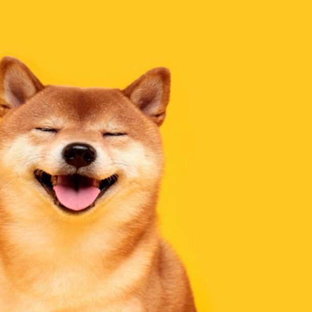 shiba-inu-tang-36%-khi-thuong-nhan-han-quoc-thuc-day-cuoc-bieu-tinh-bi-an