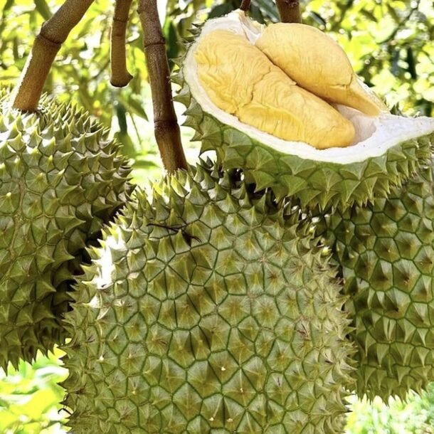 nhung-‘goc-khuat’-cua-nganh-xuat-khau-sau-rieng