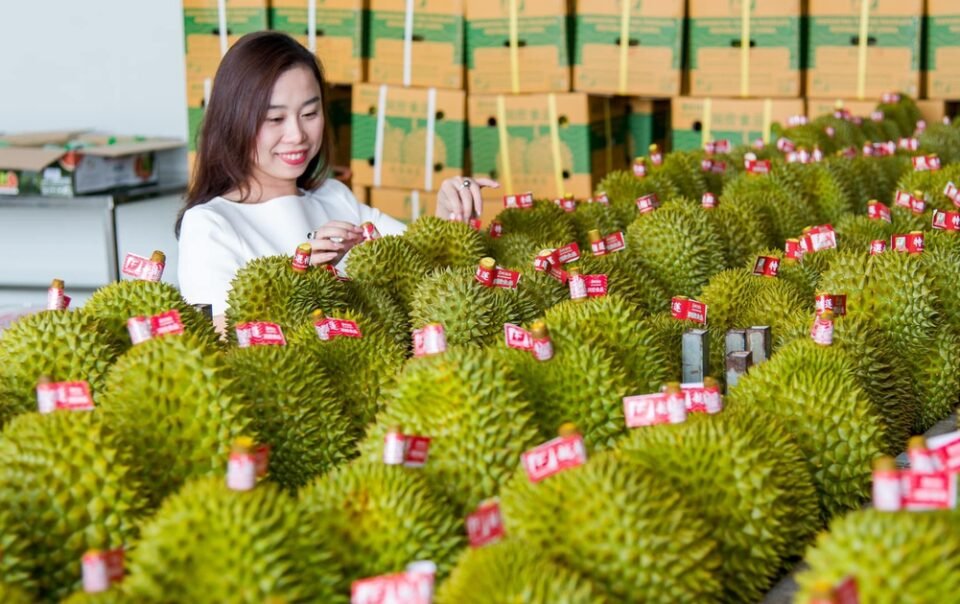 xuat-khau-sau-rieng-viet-nam-ky-vong-bung-no-khi-an-do-mo-cua?