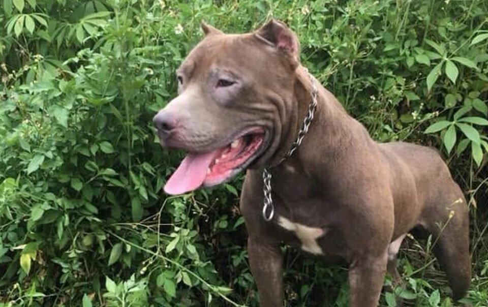 khong-deo-ro-mom-cho-cho:-nhung-luc-luong-nao-co-tham-quyen-bat-giu,-xu-ly?