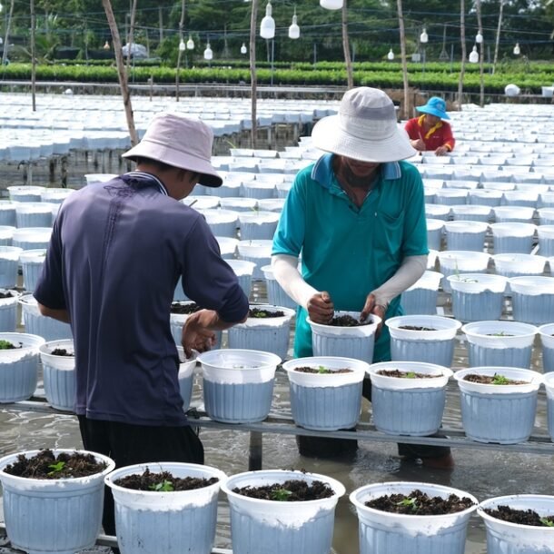 lang-hoa-sa-dec-giam-20%-luong-cuc-mam-xoi-truyen-thong-vu-hoa-tet