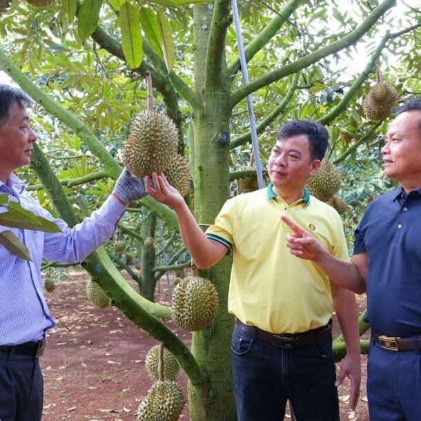 phan-bon-ca-mau-dong-hanh-nong-dan-toi-uu-mua-vu