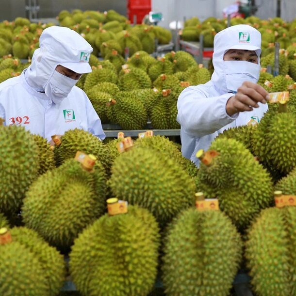 diem-dang-luu-y-ve-thoi-gian-cap-ma-vung-trong-sau-rieng-xuat-khau-sang-trung-quoc