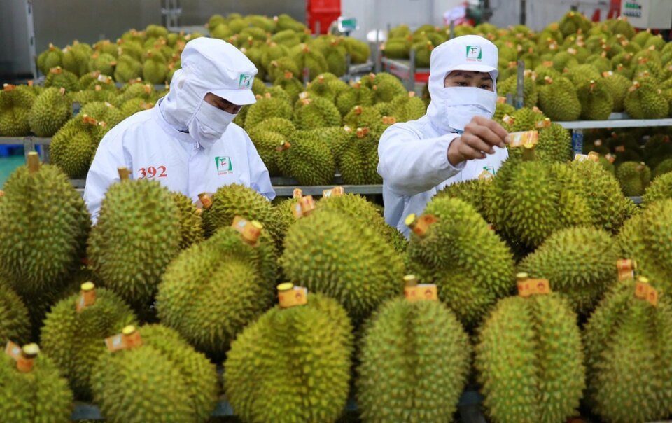 diem-dang-luu-y-ve-thoi-gian-cap-ma-vung-trong-sau-rieng-xuat-khau-sang-trung-quoc